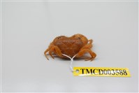 藏品(粗糙酋婦蟹)的圖片